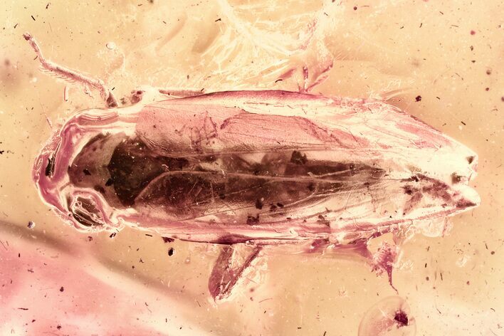 Detailed Fossil Leafhopper (Cicadellidae) In Baltic Amber #381483
